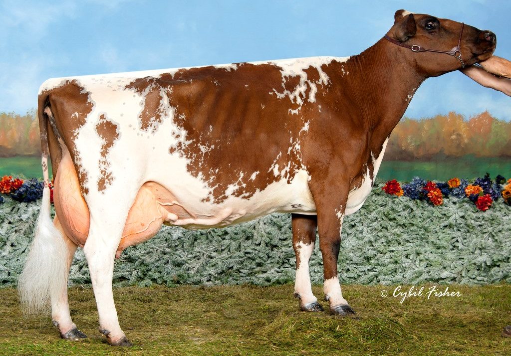 Cecil Ayrshire Will Be Breed Example