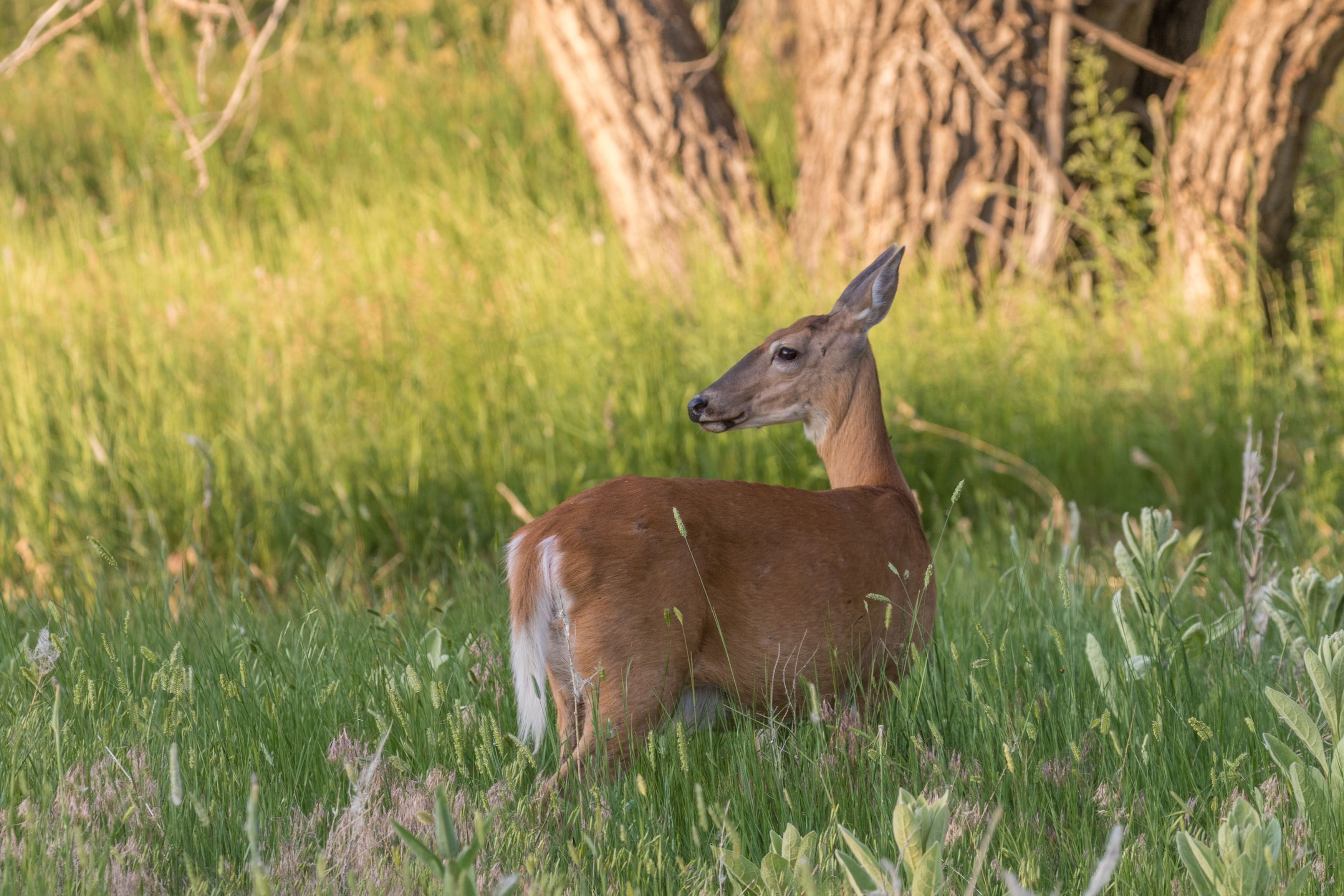 PFAS Showing Up In Deer Liver Around Impacted Area - Mid-West Farm Report