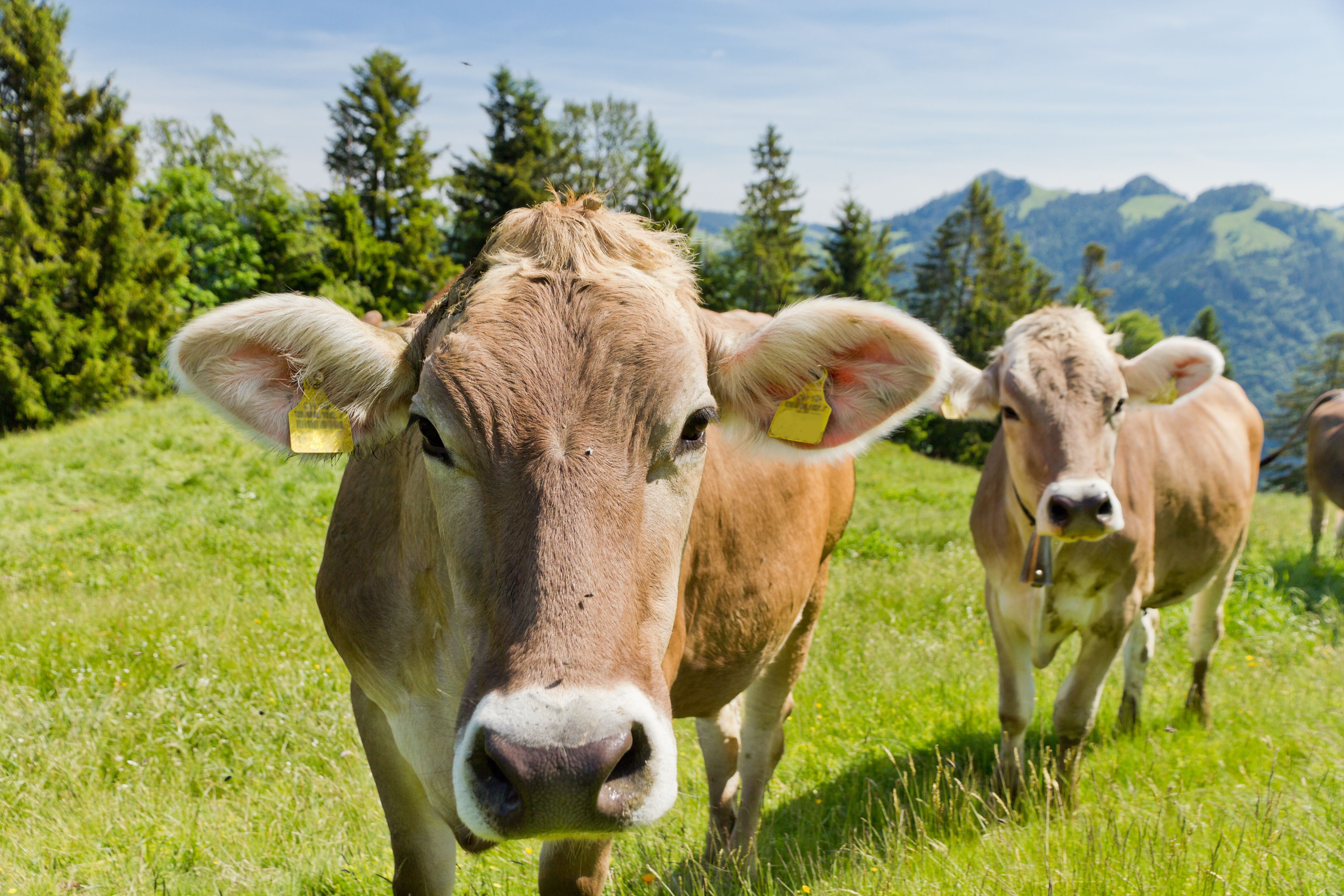 Швейцарские коричневые коровы