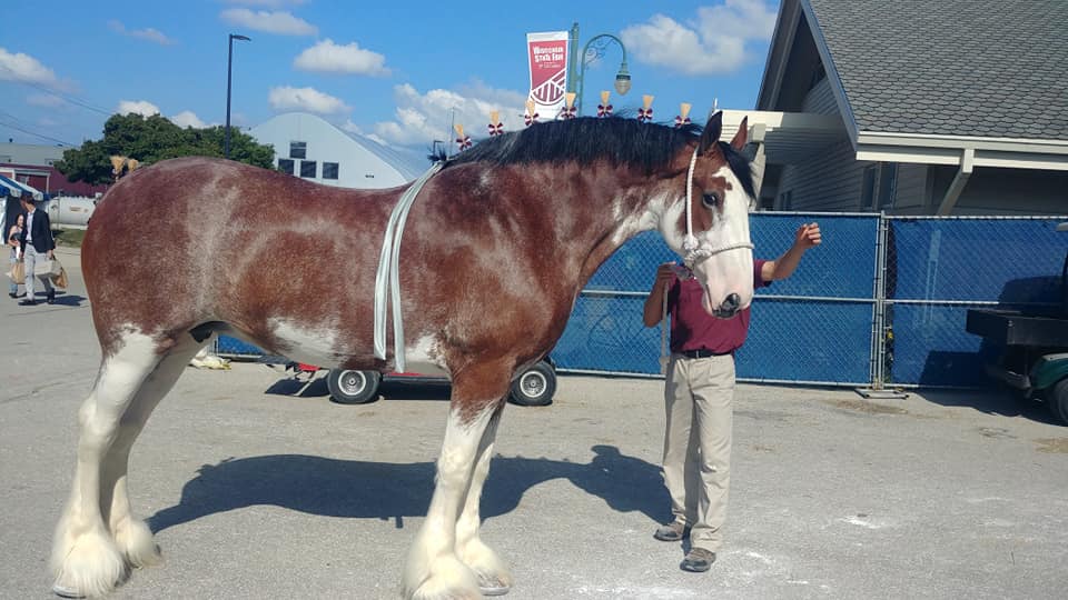 World Clydesdale Show Comes to Madison MidWest Farm Report