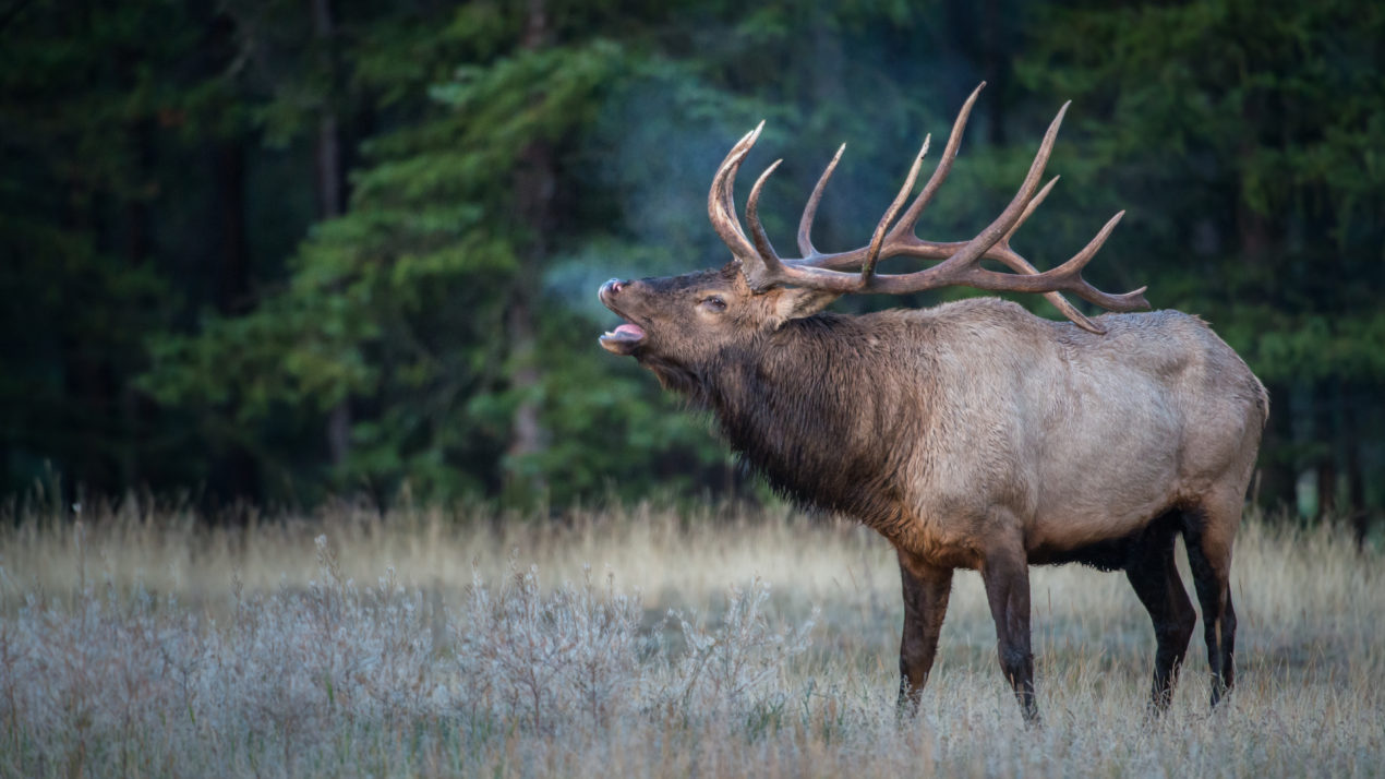 Apply For The 2020 Elk Hunt Starting March 1