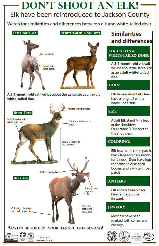 moose vs elk vs deer size
