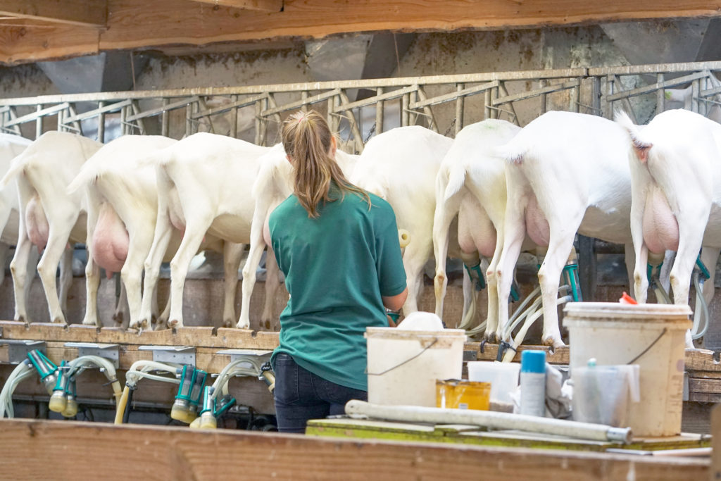 Goats Help Put The Dairy In America S Dairyland Mid West Farm Report