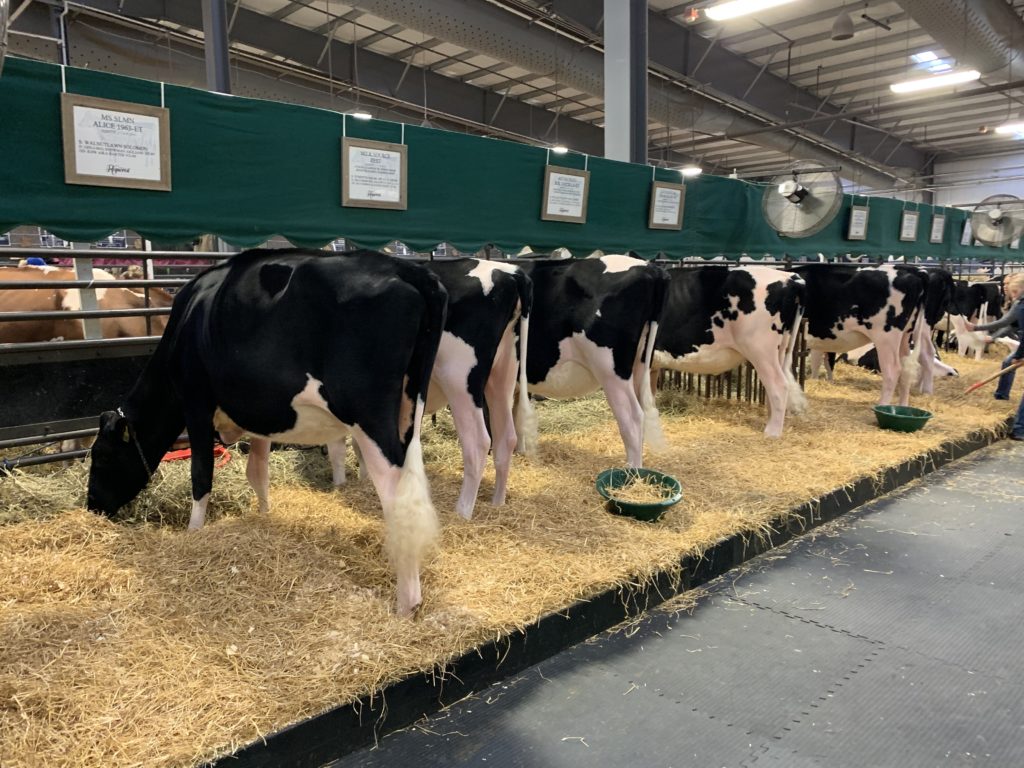 World Dairy Expo 2021 To Remain in Madison MidWest Farm Report