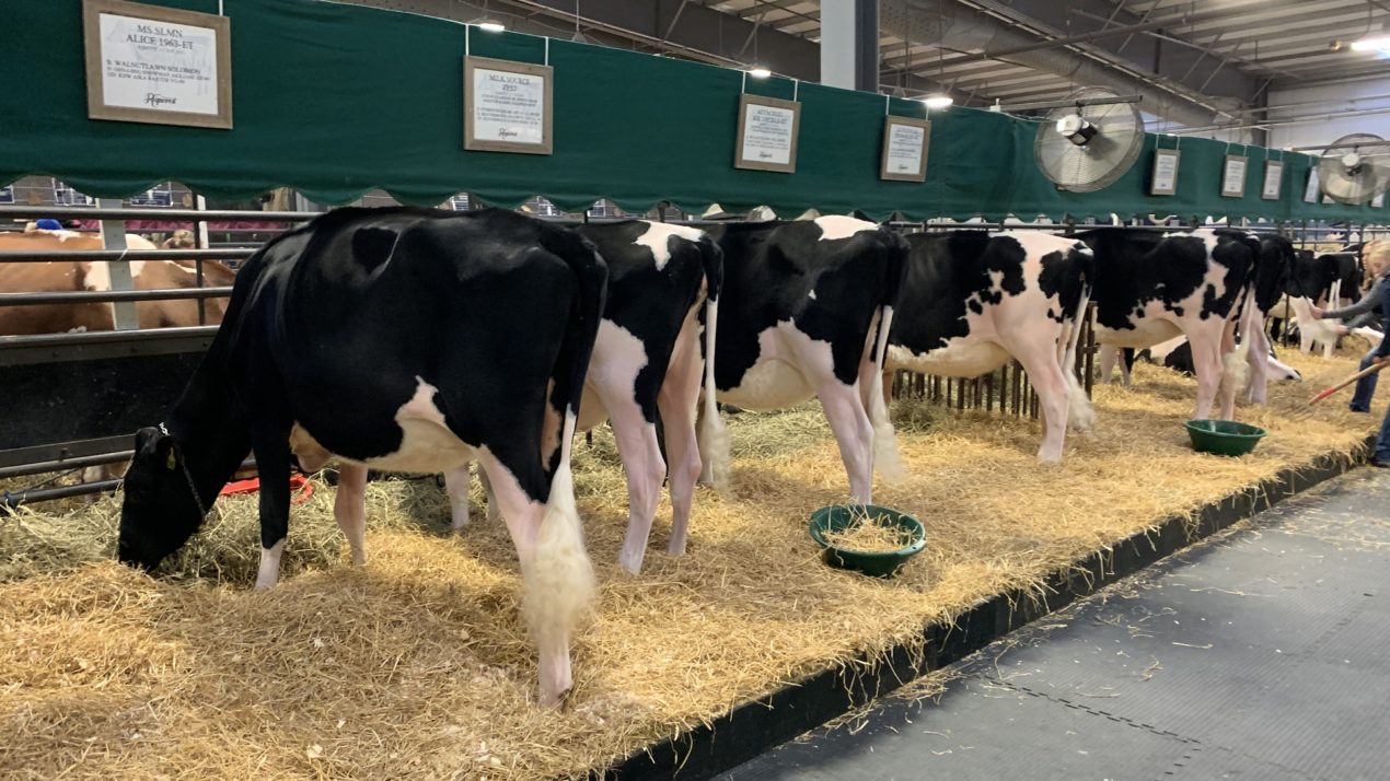 World Dairy Expo 2021 To Remain in Madison The Farm