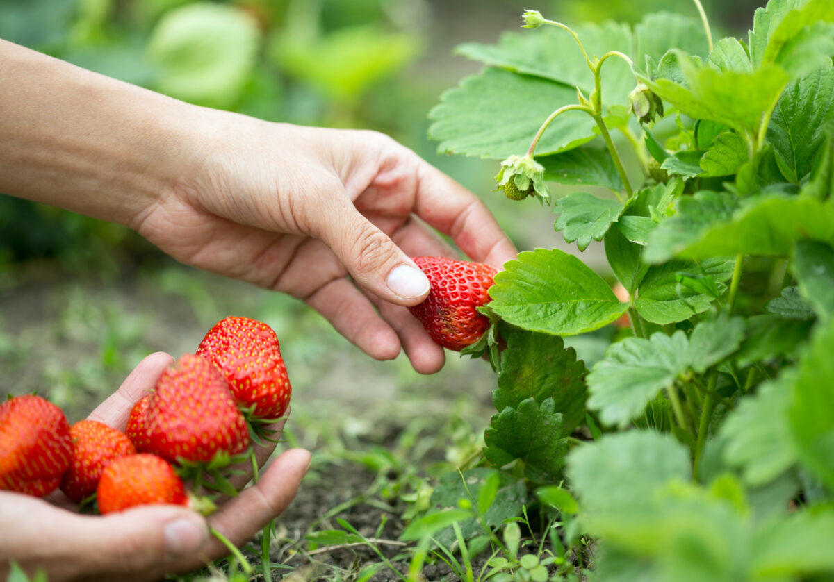 Drought Not Impacting Strawberry Season MidWest Farm Report
