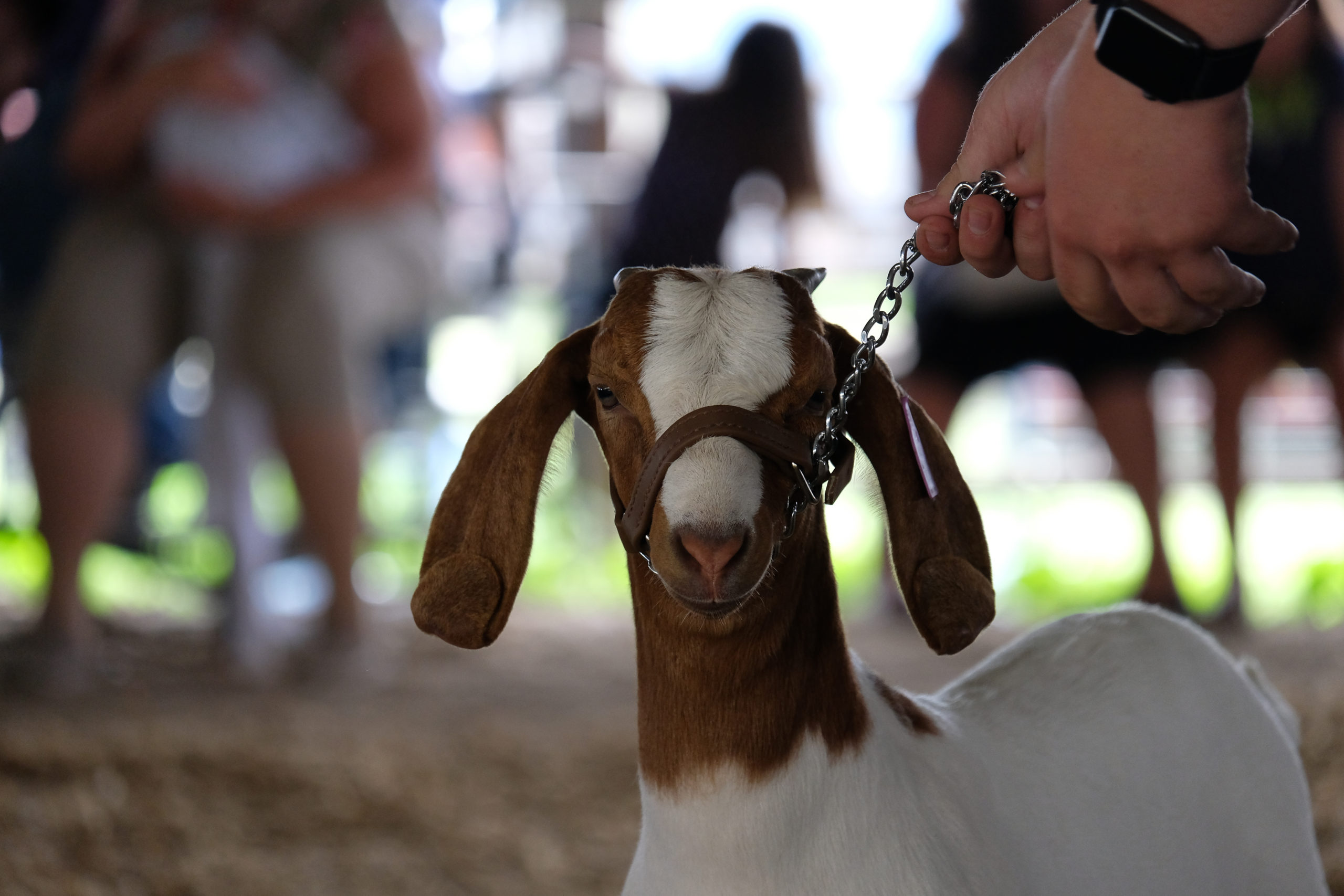 Unique Goat Show At State Fair MidWest Farm Report