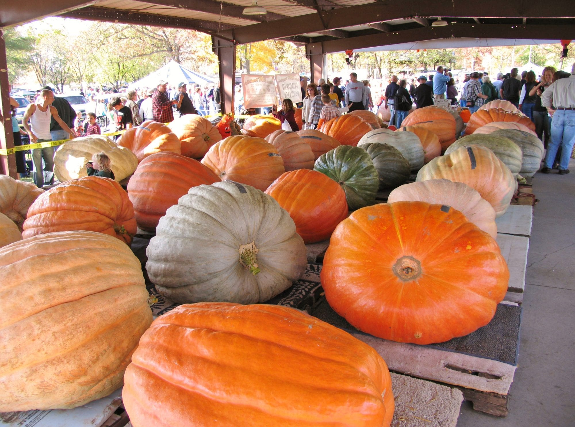 Nekoosa Giant Pumpkin Festival the Fall Season MidWest Farm