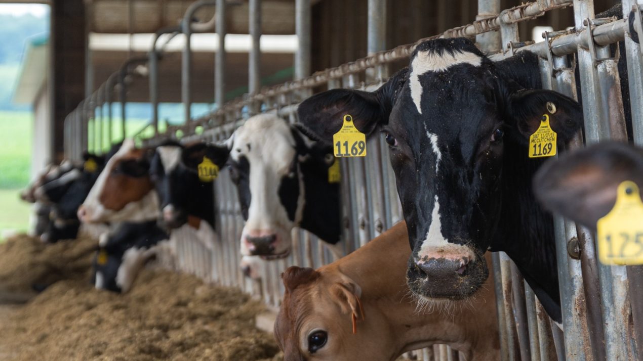 Pierce County Dairy Breakfast Comes to UWRF - Mid-West Farm Report