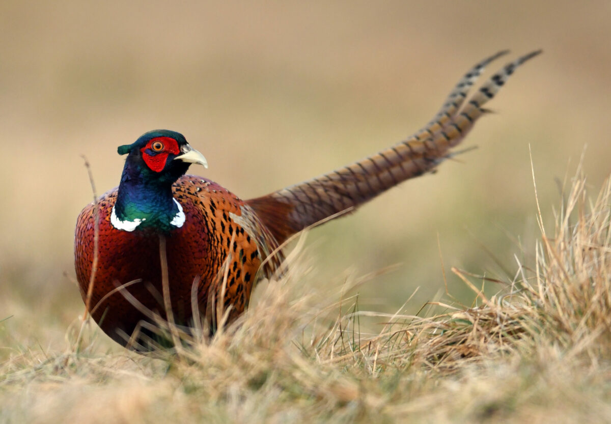 Pheasant Stocking Increases Hunting Opportunities MidWest Farm Report