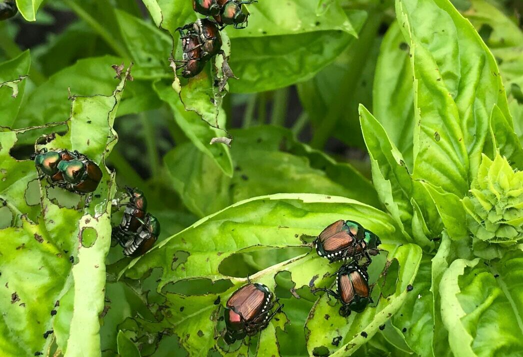 Japanese Beetles Come Earlier Than Normal